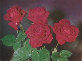 Atvirukas „Rožės“, LTSR
